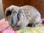 Lieve NHD voedster, Dieren en Toebehoren, Konijnen, Vrouwelijk, Dwerg