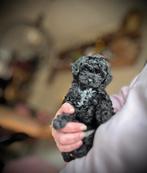 Toypoedel puppy’s, 2 toypoedels, mini toy poedel reutjes, Poedel, Parvo, Reu, 8 tot 15 weken