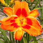 Hemerocallis holiday delight Daglie (eetbaar), Ophalen, Voorjaar, Volle zon, Wortelstok