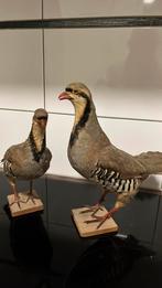 Oost Europese patrijs koppel, Meerdere dieren