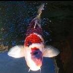 Japanse koi, Dieren en Toebehoren, Karper of Koi