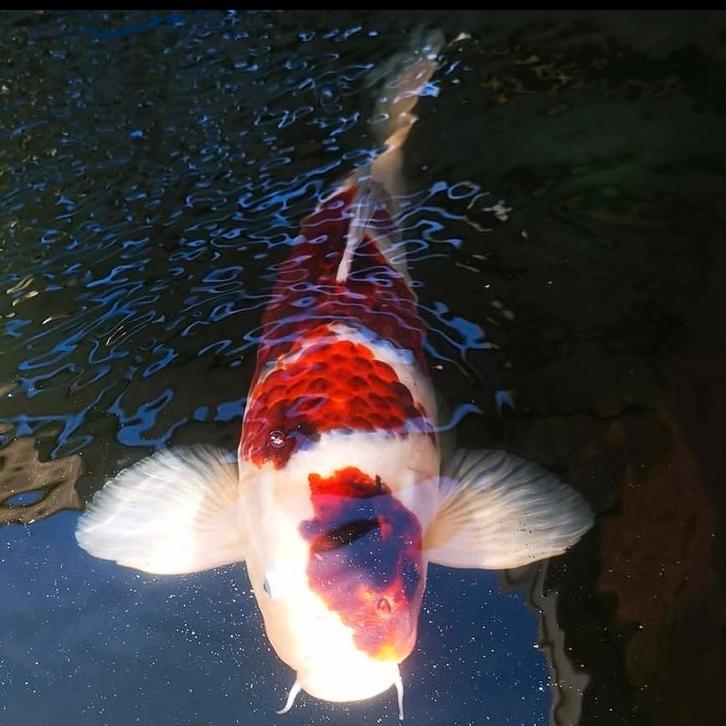 Japanse koi, Dieren en Toebehoren, Vissen | Vijvervissen, Karper of Koi