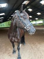 Dressuur pony zoekt nieuw huisje, Dieren en Toebehoren, Merrie, Recreatiepony