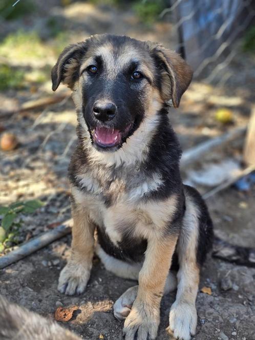 Pup Zosia zoekt een baasje, Dieren en Toebehoren, Honden | Niet-rashonden, Middel, Teef, Handelaar, Eén hond, Buitenland, 15 weken tot 1 jaar