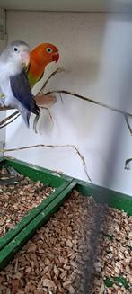 Agapornis Ficheri Dilute Blauw dubb donker fact, Dieren en Toebehoren, Vogels | Parkieten en Papegaaien, Geslacht onbekend, Dwergpapegaai of Agapornis