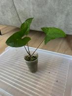 Syngonium, Huis en Inrichting, Ophalen of Verzenden
