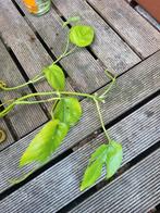 Epipremnum Pinnatum (2 gewortelde stekken), Overige soorten, Minder dan 100 cm, Groene kamerplant, Halfschaduw