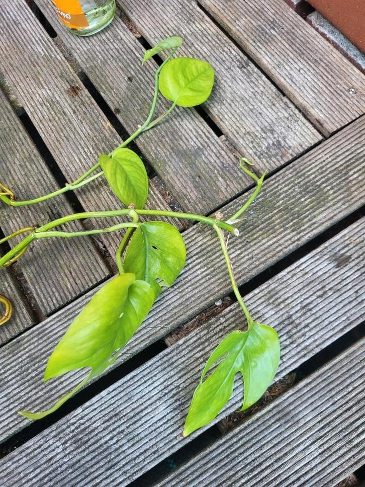 Epipremnum Pinnatum (2 gewortelde stekken), Huis en Inrichting, Kamerplanten, Overige soorten, Minder dan 100 cm, Groene kamerplant