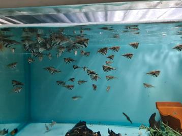 Marmerbijlzalm, Bijlzalm, Carnegiela Strigata beschikbaar voor biedingen