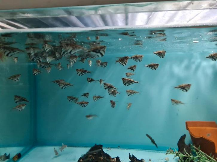 Marmerbijlzalm, Bijlzalm, Carnegiela Strigata, Dieren en Toebehoren, Vissen | Aquariumvissen, Zoetwatervis, Vis