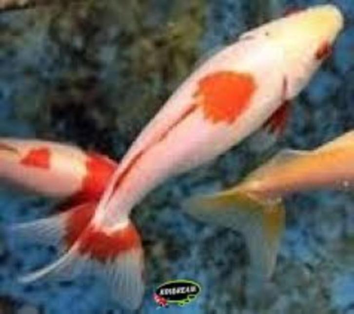 Wakin Goudvis Mix Ca. 7/10 cm - Koidream Valburg, Dieren en Toebehoren, Vissen | Vijvervissen, Goudvis(sen)