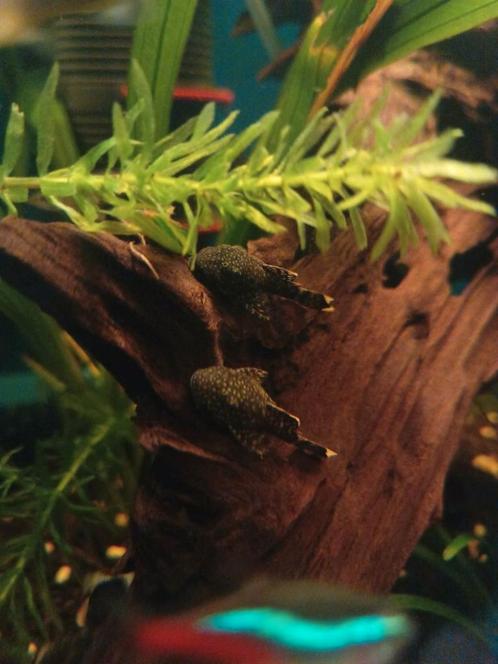 Ancistrus algeneters, Dieren en Toebehoren, Vissen | Aquariumvissen, Vis