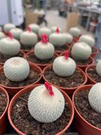 Cactus Epithelanta Micromeris in de 5,5 cm pot, Ophalen of Verzenden, Minder dan 100 cm, Bloeiende kamerplant, Volle zon