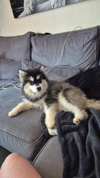 Pomsky, 15 weken tot 1 jaar, Overige rassen, Teef, Eén hond