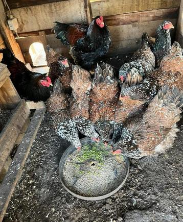  Porselein Brahma Kuikens – Grote Soort – Unieke Kleur beschikbaar voor biedingen
