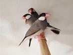 Tropische vogels: Veel keuze + goed advies, Meerdere dieren, Kleurkanarie