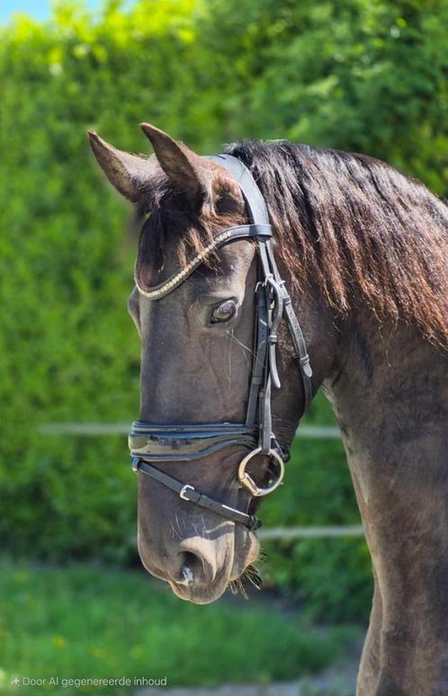 Lieve 7 jarige Friese merrie, Dieren en Toebehoren, Paarden, Merrie, B, 160 tot 165 cm, 7 tot 10 jaar, Dressuurpaard, Gechipt