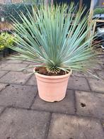 Yucca rostrata deal !!, Tuin en Terras, Ophalen of Verzenden, Overige soorten, Volle zon