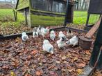 5 jonge wyandotte columbia kriel hennen, Dieren en Toebehoren, Pluimvee, Vrouwelijk, Kip