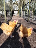 orpington broedeieren groot, Geslacht onbekend, Kip