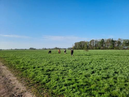 Stalling met veel weidegang (24/7 mogelijk) en binnenrijhal, Dieren en Toebehoren, Stalling en Weidegang, Stalling, Weidegang