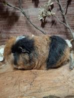 Ch Teddy cavia, Dieren en Toebehoren, Januari, Mannelijk, Cavia