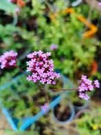 Verbena Bonariensis IJzerhard, Tuin en Terras, Planten | Tuinplanten, Ophalen, Zomer, Overige soorten, Volle zon