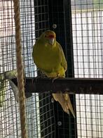 Cinnamon geelvoorhoofd kakariki man en gele pop, Dieren en Toebehoren, Vogels | Parkieten en Papegaaien, Meerdere dieren, Parkiet
