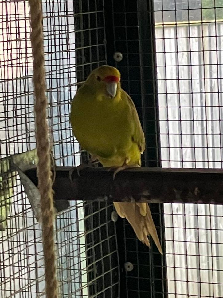 Cinnamon geelvoorhoofd kakariki man en gele pop, Dieren en Toebehoren, Vogels | Parkieten en Papegaaien, Parkiet, Meerdere dieren