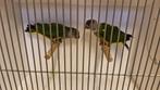 Koppel senegal papegaai, Dieren en Toebehoren, Meerdere dieren, Papegaai, Geringd