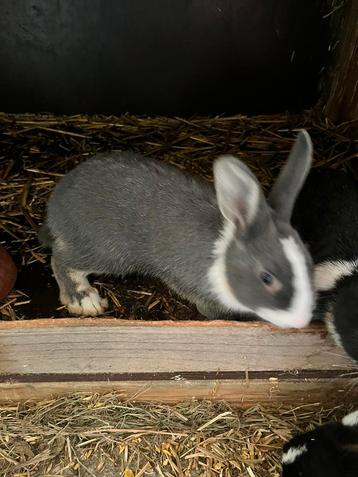 Jonge konijn (ram) beschikbaar voor biedingen