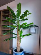 Kunst Bananenboom - 2,60m Hoog, Ophalen of Verzenden, Halfschaduw