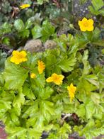 steken Waldsteinia ternade met, Tuin en Terras, Planten | Tuinplanten, Ophalen, Bodembedekkers, Vaste plant, Halfschaduw