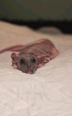 Gezocht: naaktrat moertje, Dieren en Toebehoren, Knaagdieren, Rat, Vrouwelijk, Januari, Tam