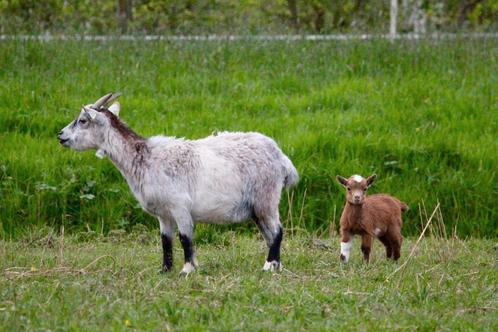 2 dwerggeitjes blauwschimmel met 2 lammetjes, Dieren en Toebehoren, Schapen, Geiten en Varkens, Geit, Vrouwelijk, 0 tot 2 jaar