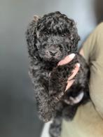Nog 1 Prachtige F3 mini labradoodle Curly fleece pups, Dieren en Toebehoren, Honden | Chihuahua's en Gezelschapshonden, Overige rassen