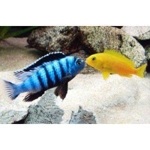 Pseudotropheus Saulosi Malawi Cichliden, Dieren en Toebehoren, Vissen | Aquariumvissen, Zoetwatervis, Vis, Schoolvis