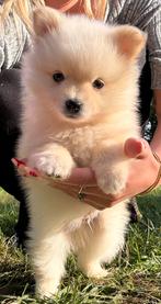 Pomsky mix, Dieren en Toebehoren, Honden | Poolhonden, Keeshonden en Oertypen, 8 tot 15 weken, Eén hond, Nederland, Fokker | Hobbymatig