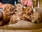 Australian  Labradoodle Pups, Rabiës (hondsdolheid), Overige rassen, 8 tot 15 weken, Meerdere