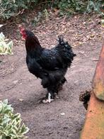 Grote zwarte brahma haan, Dieren en Toebehoren, Pluimvee, Mannelijk, Kip