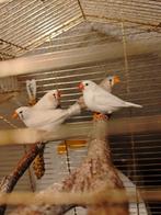 twee echtgenotenVan zebravink, Dieren en Toebehoren, Vogels | Overige Vogels, Mannelijk