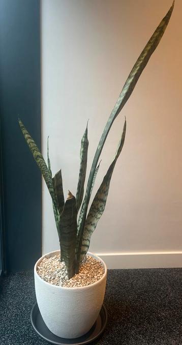 Sanseveria met Pot - Stijlvolle Kamerplant Sansevieria beschikbaar voor biedingen