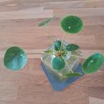 Pilea Splash, Huis en Inrichting, Kamerplanten, Bloeiende kamerplant, Ophalen, Overige soorten, Minder dan 100 cm