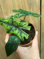 Alocasia jacklyn variegata plant albo white wit mint, Huis en Inrichting, Kamerplanten, Ophalen of Verzenden, Overige soorten