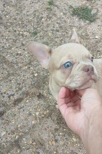 Mooie Franse bulldog pup mag verhuizen  beschikbaar voor biedingen