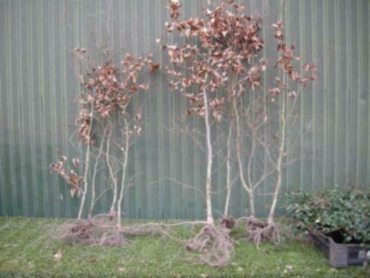 Groene en rode beuken, Tuin en Terras, Planten | Struiken en Hagen, Beukenhaag, 100 tot 250 cm, Ophalen