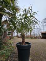 palm, Tuin en Terras, Planten | Bomen, Ophalen, Zomer, Volle zon, Palmboom