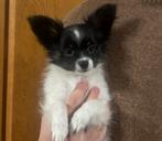 Vlinderhond / Papillon puppy, Parvo, 8 tot 15 weken, Eén hond, Nederland