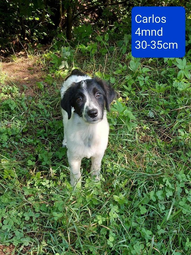 Carol en Carlos zijn ter adoptie!, Dieren en Toebehoren, Honden | Niet-rashonden, Middel, Meerdere dieren, Handelaar, Meerdere
