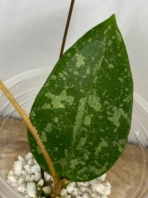Hoya Verticillata Splash Stek, Huis en Inrichting, Kamerplanten, Overige soorten, Minder dan 100 cm, Ophalen of Verzenden